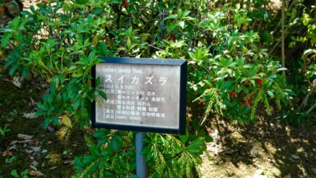 俵町薬木広場　薬木説明板